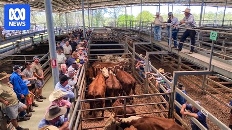ray white casino cattle sales|Market Information – Northern Rivers Livestock Exchange.